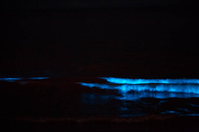 材木座の海を照らす夜光虫
