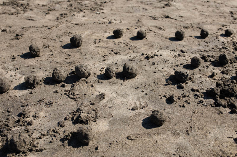 待ちきれない子たちが作った砂団子やら、穴があちこちに。